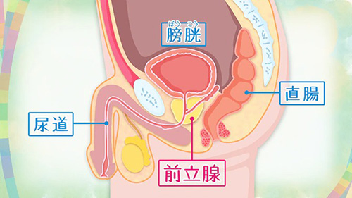 宇都宮皮膚泌尿器科| 泌尿器科