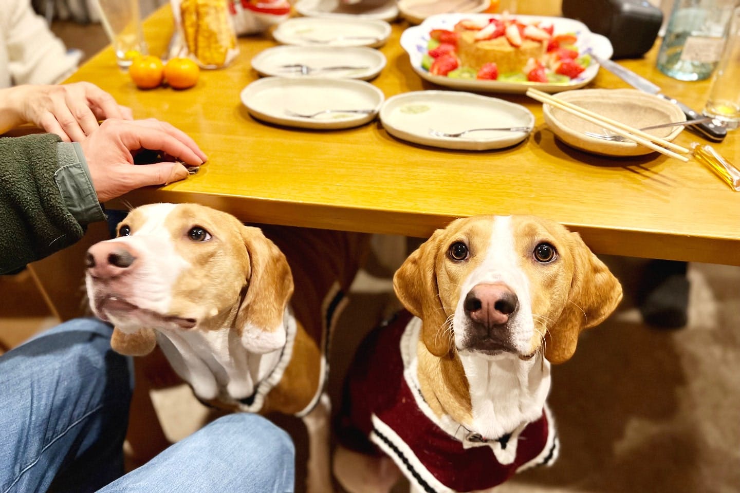 チワックスの子犬募集 - 可愛いおとこのこ💙