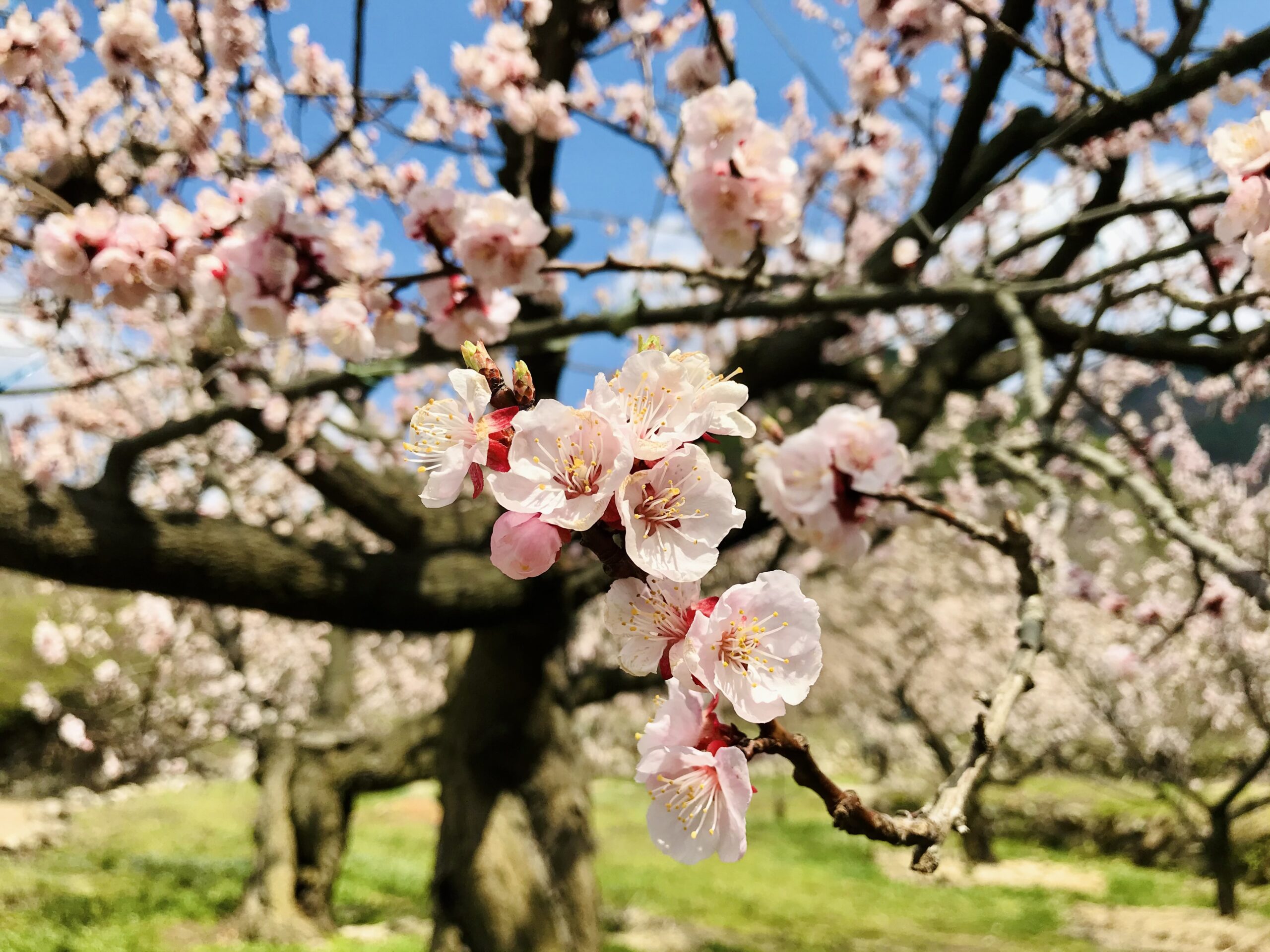 福津三十六景 26 西郷川花園／福津市