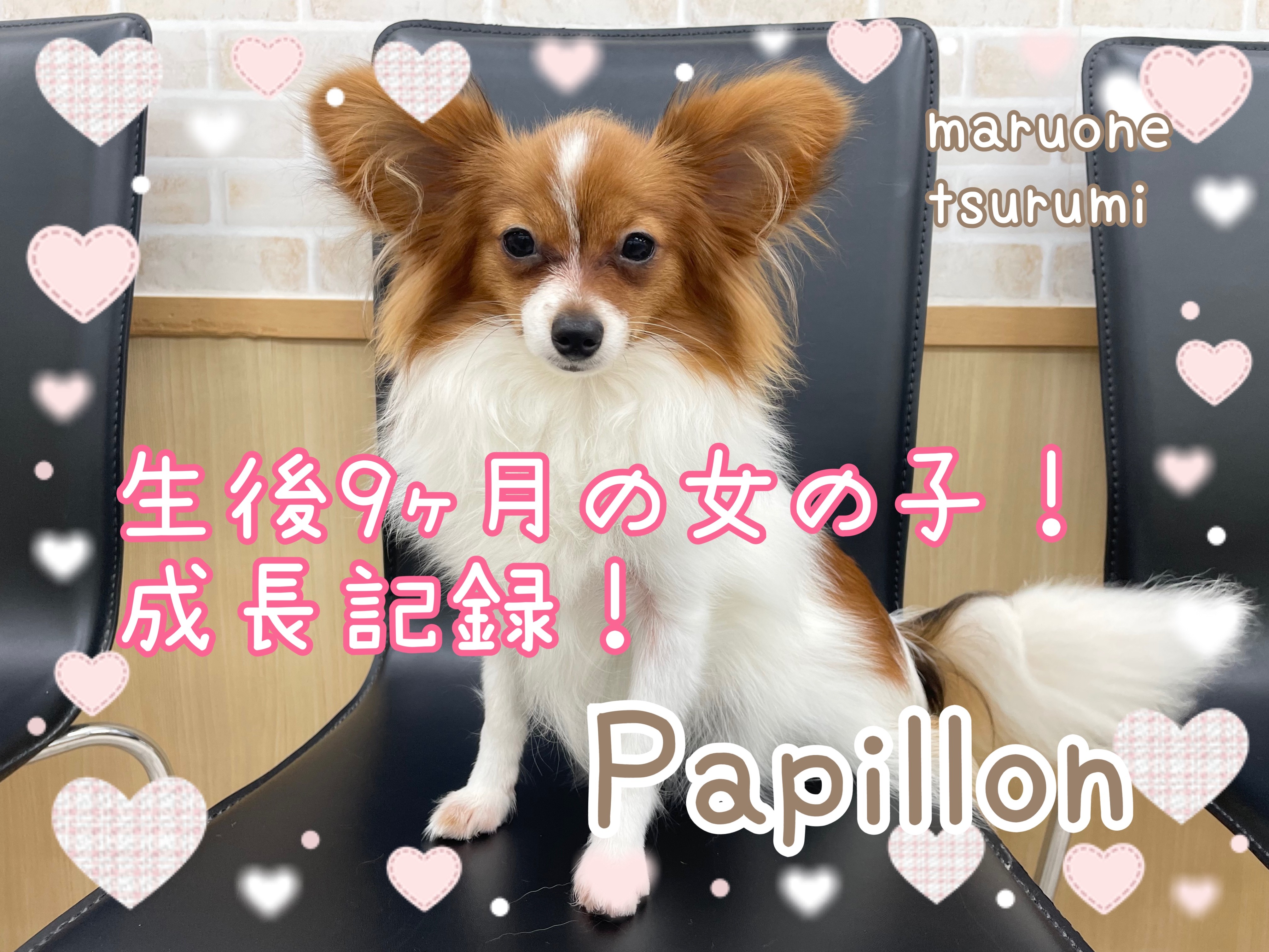 Papillon上野 | アットホームでスナキャバの様なお店です🥰 Lounge Bar