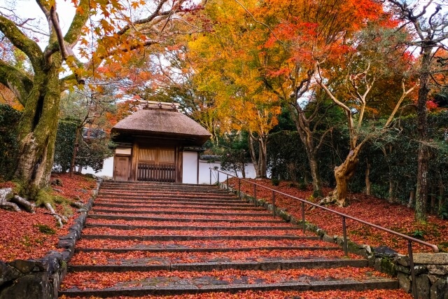 京都の紅葉だよりとして、京都の各エリア別におすすめの紅葉絶景スポットや穴場スポットをご紹介 | Caede-L'ELISIR [紅楓葉-