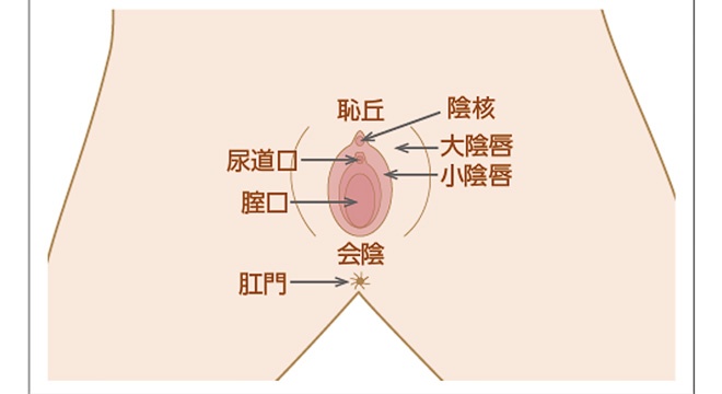 恥垢とは？溜まりやすくなる原因と治療法の解説 | コラム一覧｜ 東京の婦人科形成・小陰唇縮小・女性器形成・包茎手術・膣ヒアルロン酸クリニック