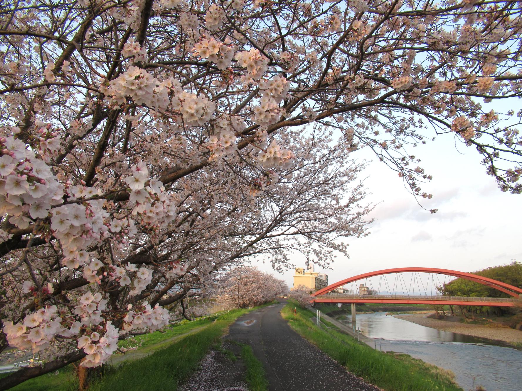 矢部村の桜は涙の上に咲く。 | 奥八女の茶香房栗原製茶