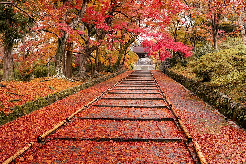 京都の紅葉“穴場”スポット♪知る人ぞ知る隠れた紅葉をゆったり愛でる | とっておきの京都プロジェクト