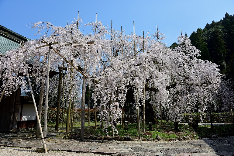 チェスナッツ 桜大・福岡県八女市室岡・羽犬塚徒歩42分