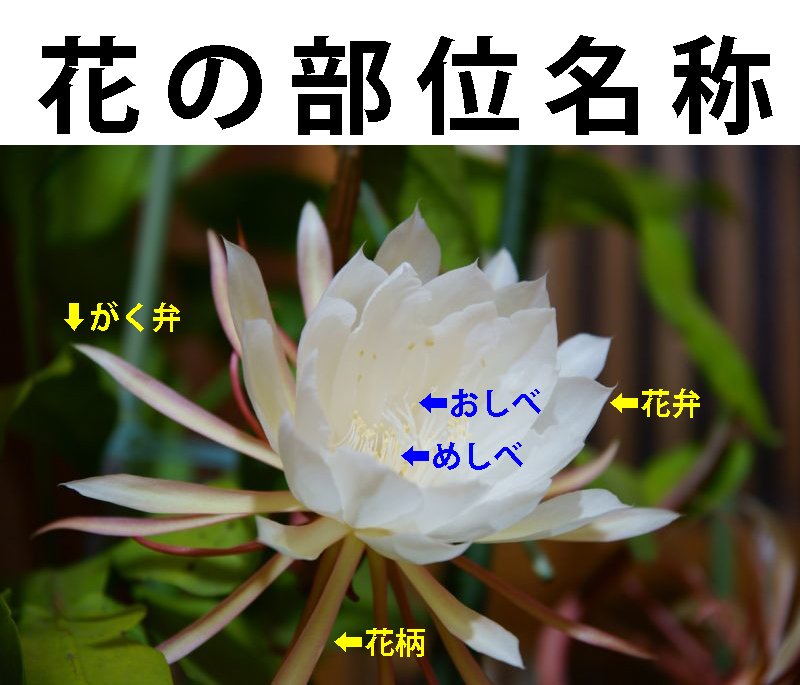 望月 茉実（37） 花びら美人