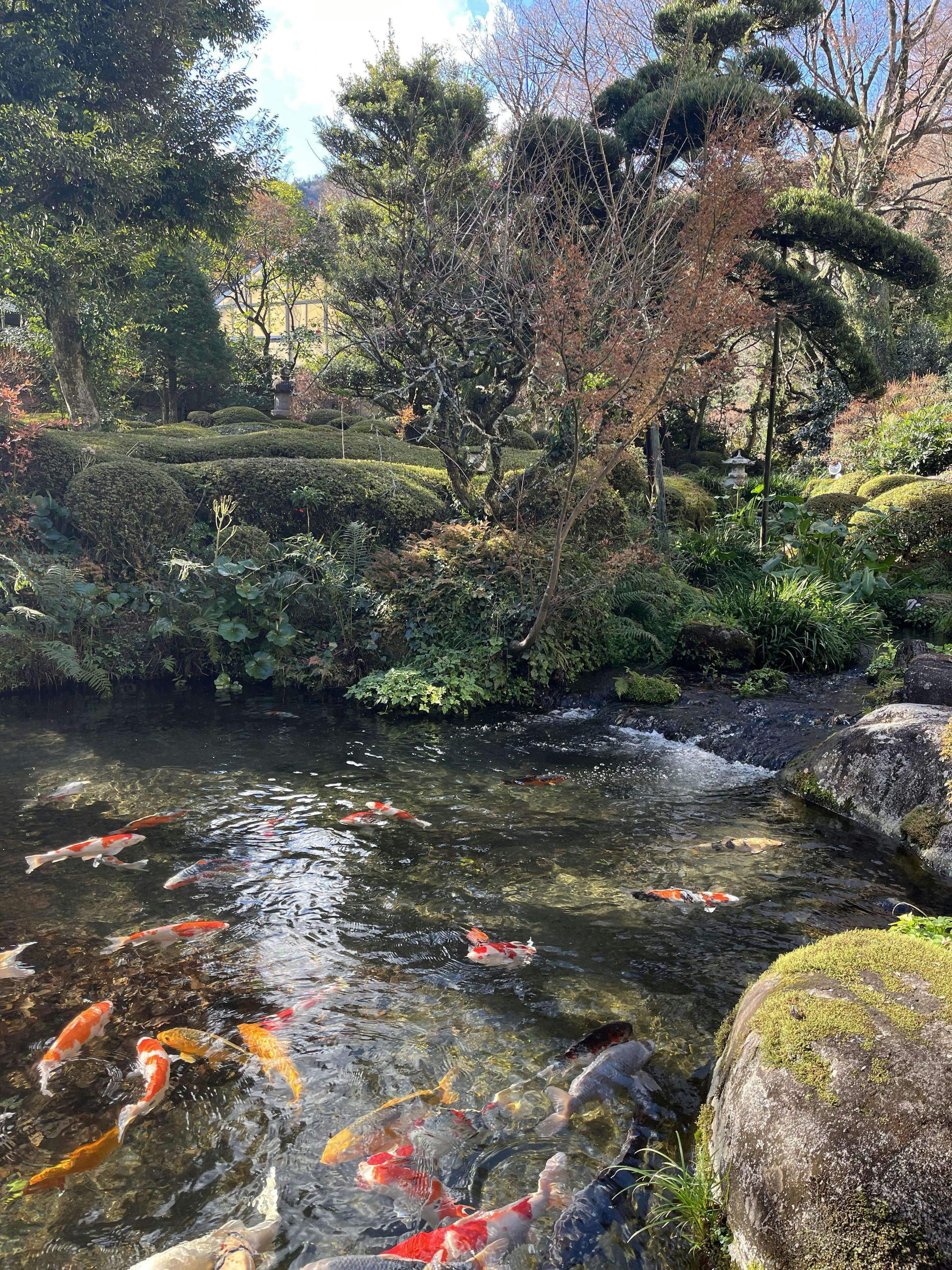 吉池旅館に関する旅行記・ブログ【フォートラベル】|箱根湯本温泉