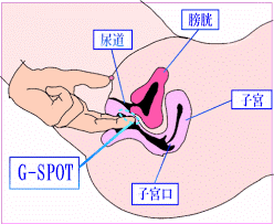 女性に喜ばれるCスポットの攻め方を紹介！