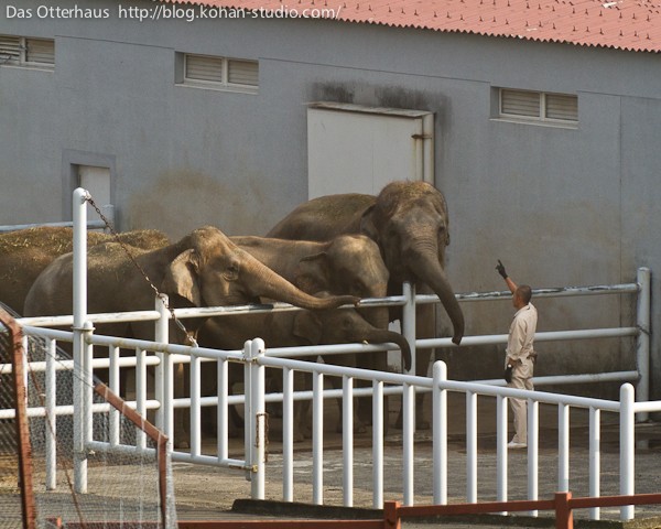 GW明けにもう一度埼玉こども動物自然公園（東園）コアラのピリーくんの抱っこ出勤やっと見られた！～カンガルーもワラビーも赤ちゃんちらり』東松山(埼玉県)の旅行記・ブログ  by まみさん【フォートラベル】