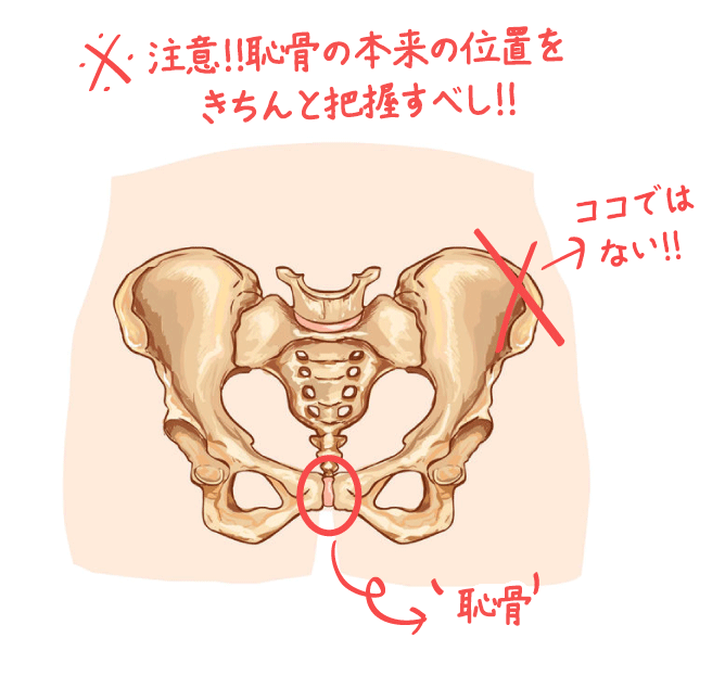 日本人のペニスサイズ調査～ちんこの長さ | 男性生殖器マニア