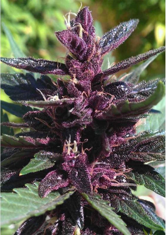 Buddha Purple Kush autoflowering seeds