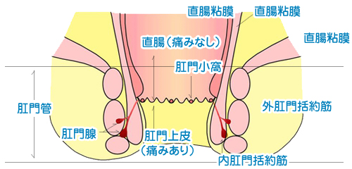 お尻・肛門周りの腫瘍(犬) – 海の公園どうぶつ病院｜横浜市金沢区の犬・猫の専門病院｜夜間・土・日