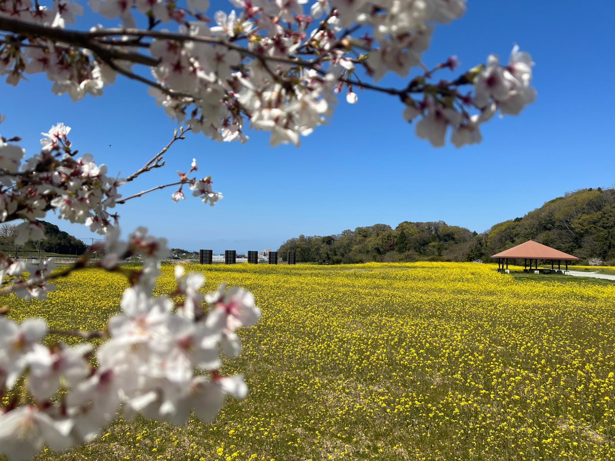 あんずの花が見ごろを迎えています（あんずの里）