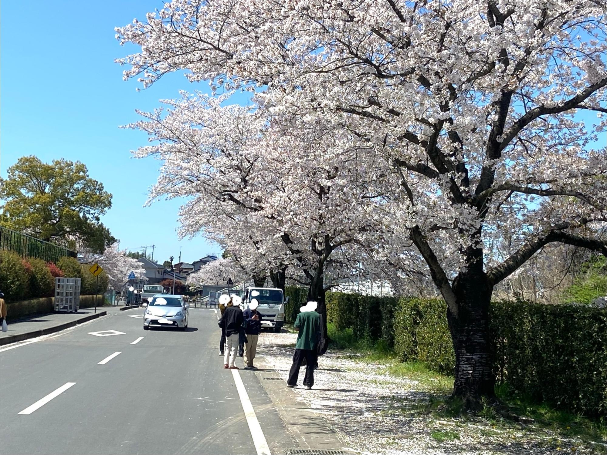 国宝 鑁阿寺（ばなんじ）」ってどんなとこ？｜栃木県足利観光｜春は桜、秋は銀杏。境内の重要文化財に触れよう | 群情色。(ぐんじょういろ)