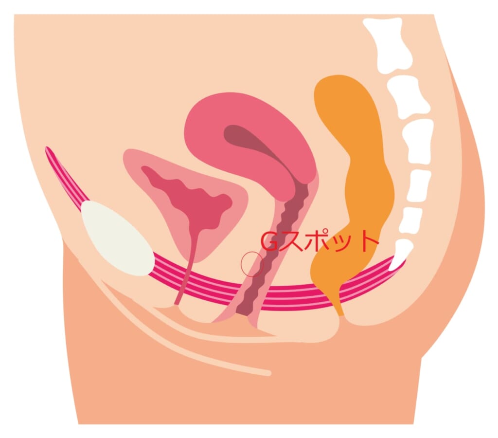 手マン・挿入でGスポットで中イキさせる方法【図解・動画】 | セクテクサイト