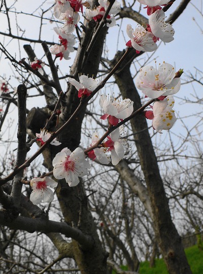 あんずの里にも春が来た・・・福岡県福津市あんずの里 - 筑前の国からこんにちは！